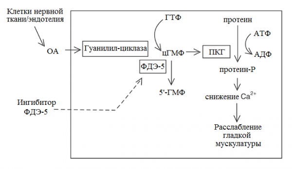 Фосфодиэстераза. Блокаторы фдэ механизм действия. Ингибиторы фдэ механизм действия. Ингибиторы фосфодиэстеразы механизм действия. Ингибиторы фосфодиэстеразы 5 типа механизм действия.